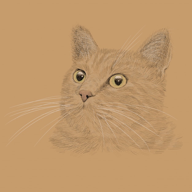 Vector the head of a cat with a mustache. pencil hand drawing sketch isolated on a white background.