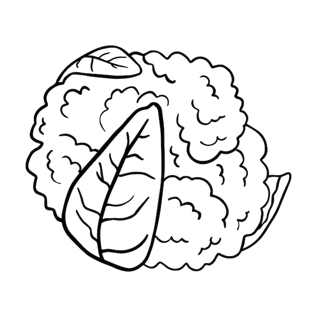 Head of cauliflower vegetable ingredient for cooking doodle linear cartoon