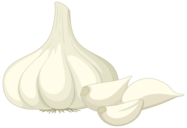 Vector a head of garlic on white background