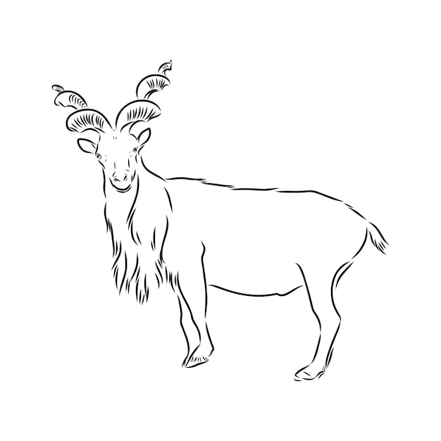 The head of a goat with large screw horns and thick hair looks straight full-face, sketch vector graphics monochrome illustration on a white background