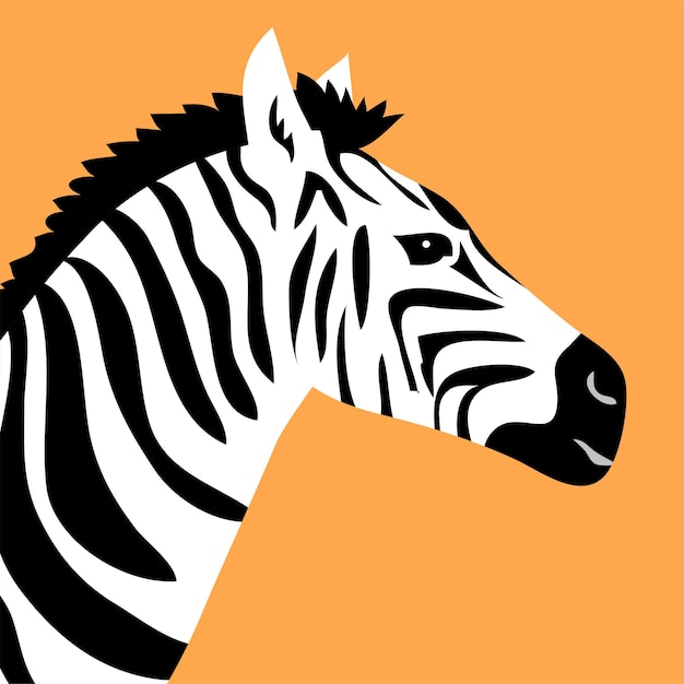 Head portrait of a striped zebra on an orange background