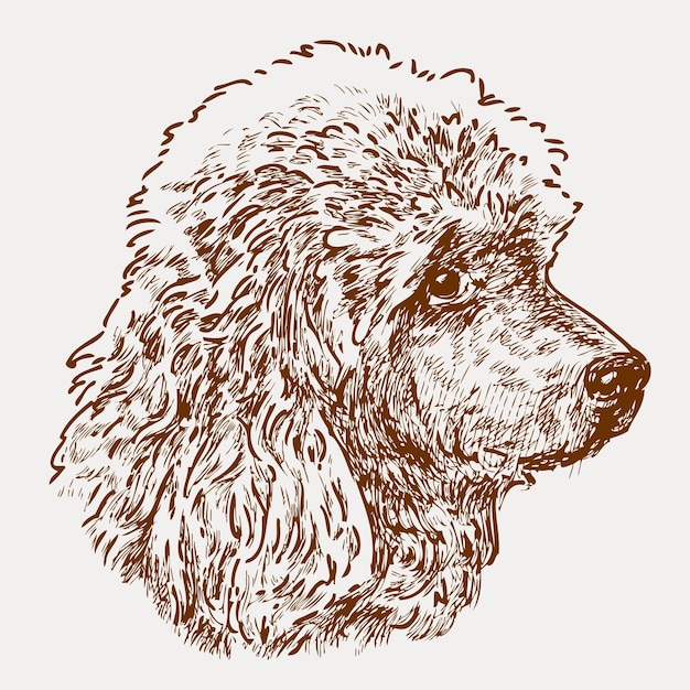 Vector head of a young poodle