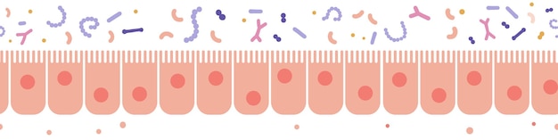 건강한 상피 세포 원활한 경계 과학 및 의학 생물학 미생물학 구조 인간의 좋은 배짱 microbiome 평면 벡터 일러스트 레이 션