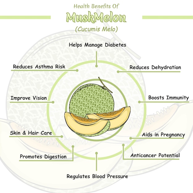 Vector health benefits of a muskmelon