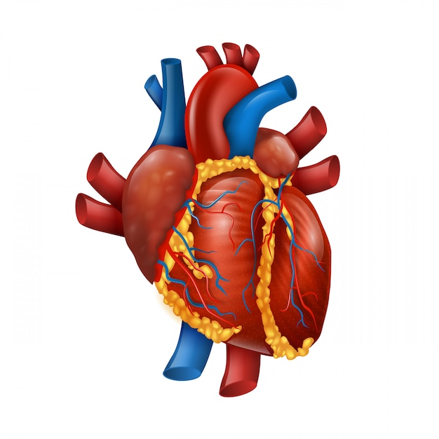 Vector healthy 3d realistic human heart