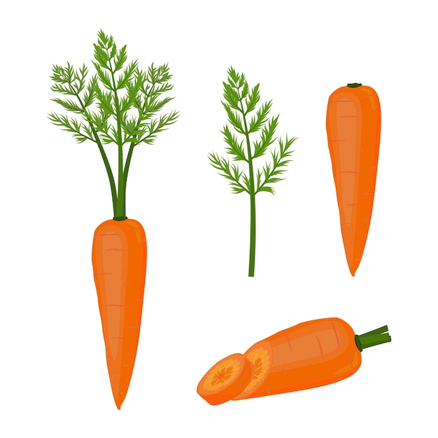 Vettore illustrazione sana delle carote