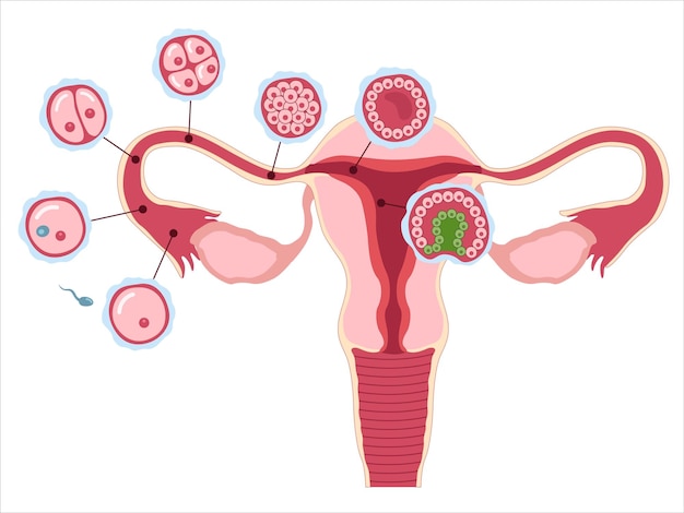 Healthy female reproductive system with stages of segmentation of sell. Vector medical illustration