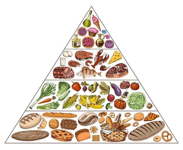 Vector healthy food plan pyramid infographics for balanced diet percentage lifestyle concept ingredients for meal plan nutrition guide hand drawn in vintage style