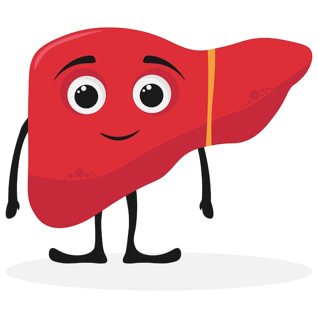 Healthy happy smiling cute liver character Vector illustration in flat and cartoon style