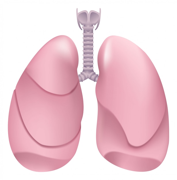 健康な人間の肺。呼吸器系。健康な人の肺、喉頭、気管