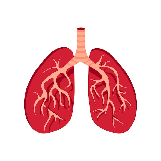 Healthy human lungs and trachea in the section anatomy