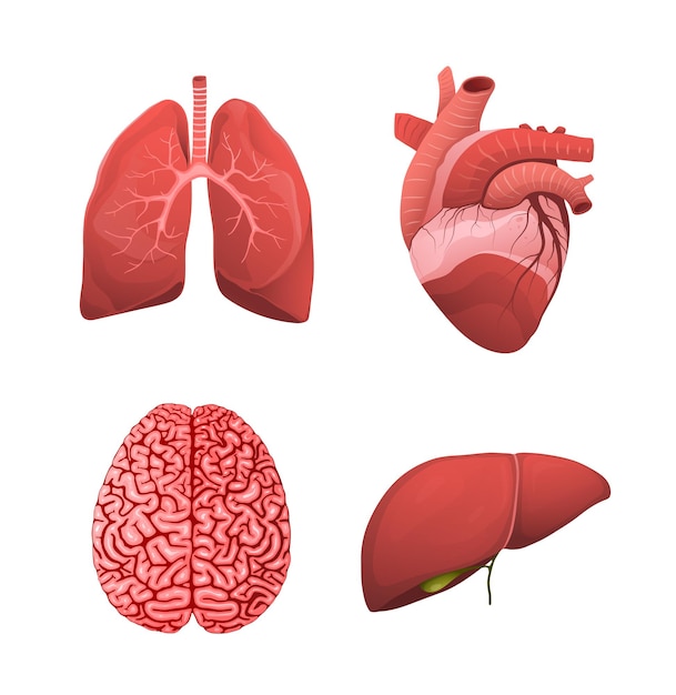 Illustrazione realistica di sanità dell'organo umano sano.