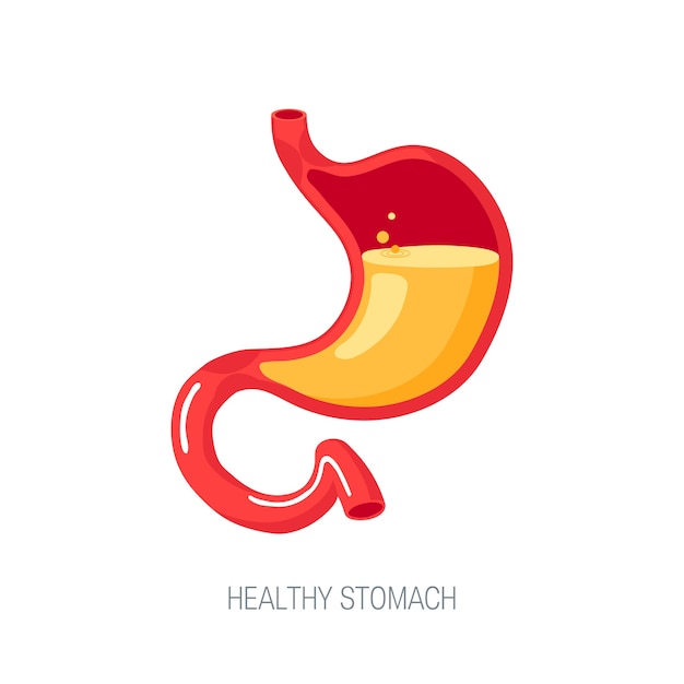 Healthy human stomach full of gastric acid, cut view.