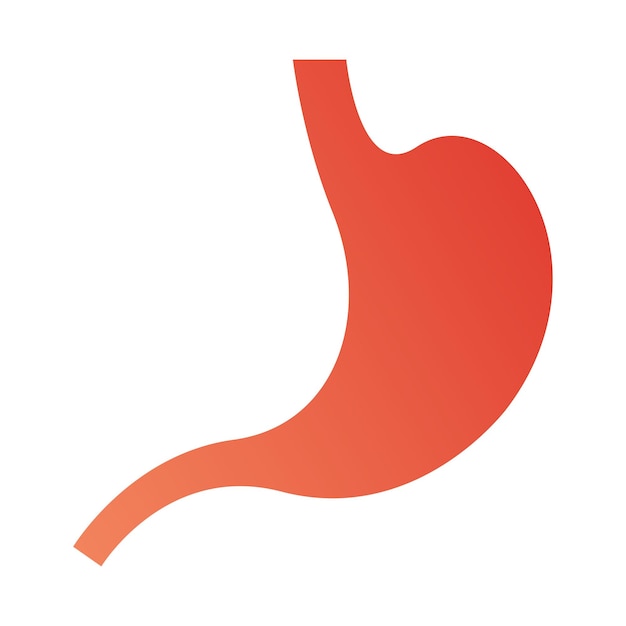 Healthy human stomach on white background. Vector illustration.