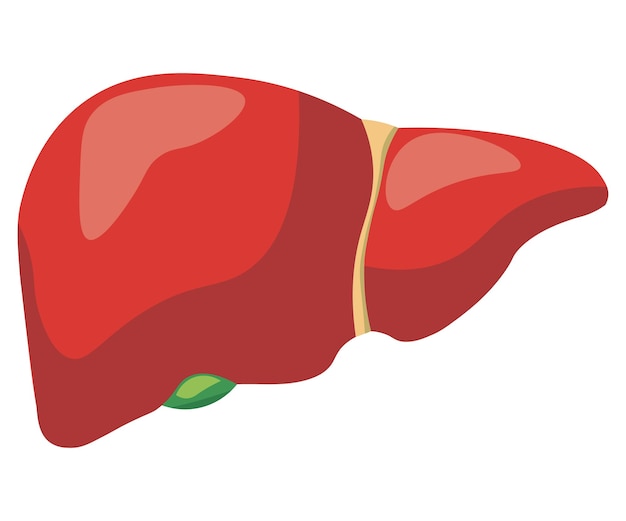 healthy liver