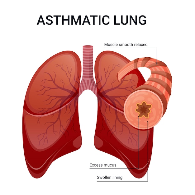 Illustrazione del diagramma vettoriale dei polmoni sani