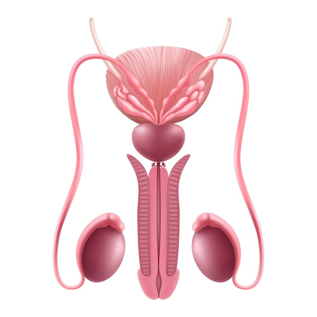 healthy male reproductive system internal human organ male genital realistic 3d vector illustration isolated on white background