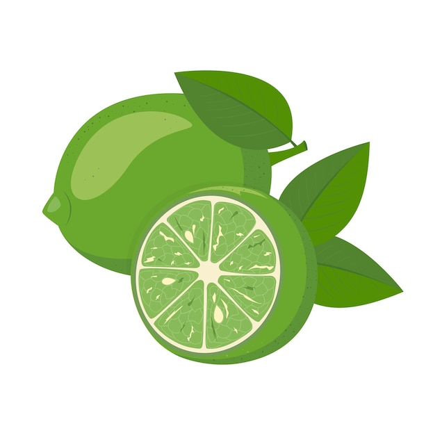 Healthy organic fruit fresh juicy green product on a white background half a lime vector illustratio