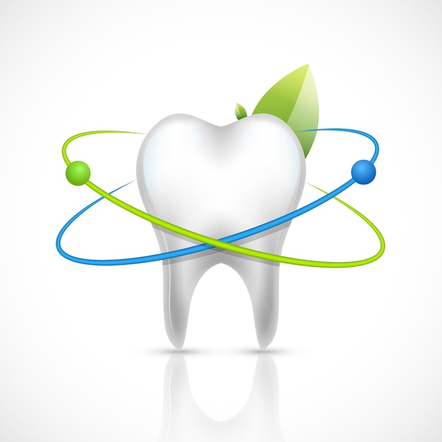 Vector healthy tooth realistic