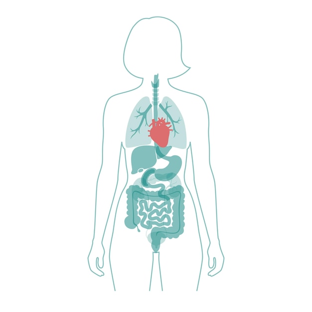 女性の体の医療フラットベクトル分離イラストの心臓の解剖学。女性のシルエット