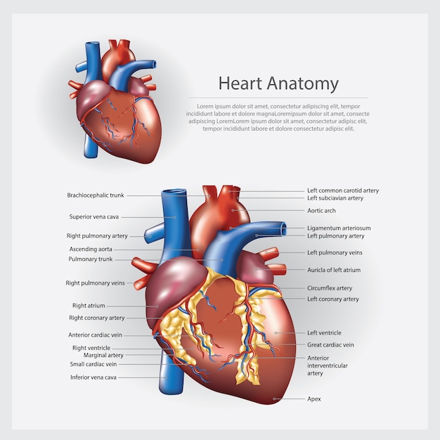 Illustrazione vettoriale di cuore anatomia