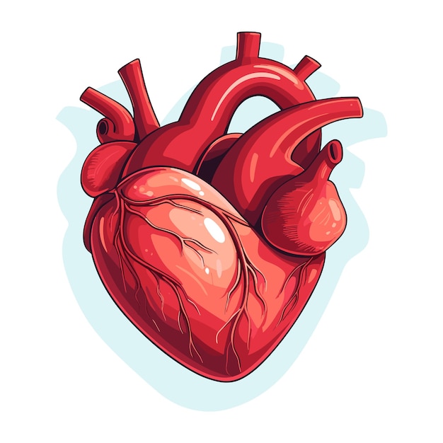 Vector heart anatomy vector