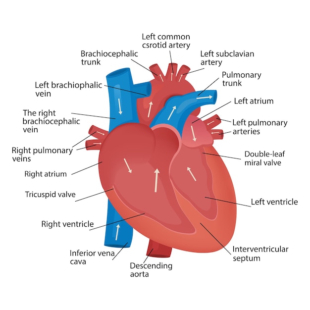 Vector heart blood flow anatomical diagram with atrium and ventricle system vector medical poster blood