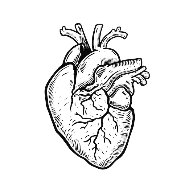 심장 조각 스타일 인체 해부학 검은 색 개요 만화 벡터 일러스트 레이 션 의학 포스터