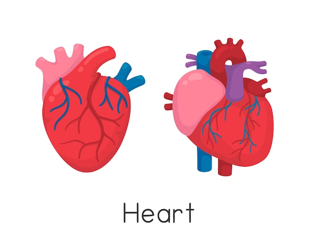 Сердце обращено спереди и сбоку каваи каракули плоские мультяшные векторные иллюстрации