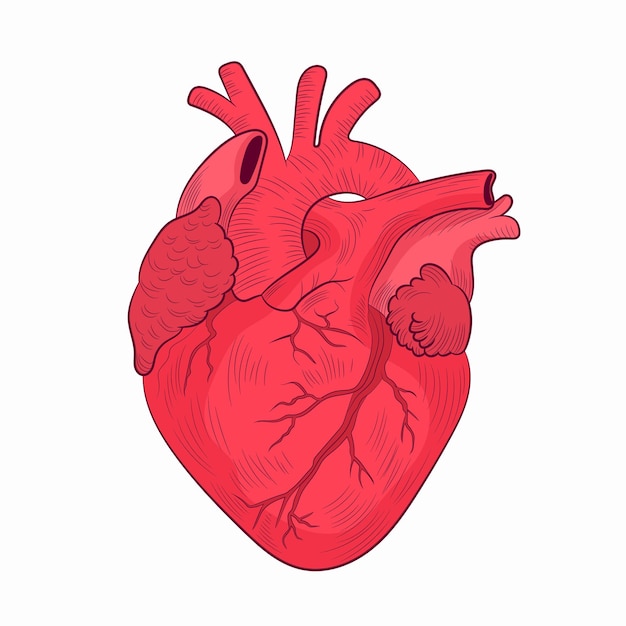 Heart, Human Internal Organ Diagram, Physiology, Structure