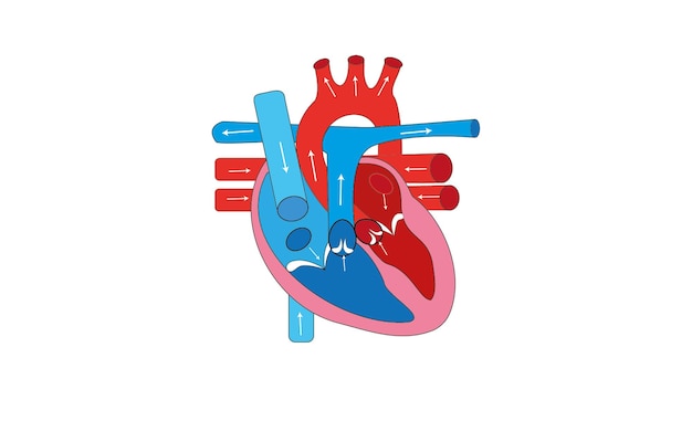 Vector heart in human