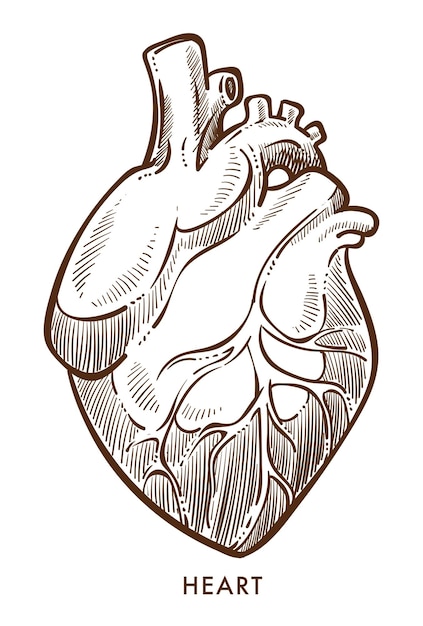 Vector heart isolated sketch cardiovascular system internal organ