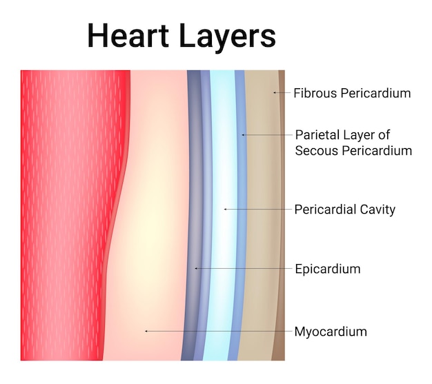 Vettore strati cardiaci pericardio fibroso cavità pericardica epicardio miocardio illustrazione vettoriale