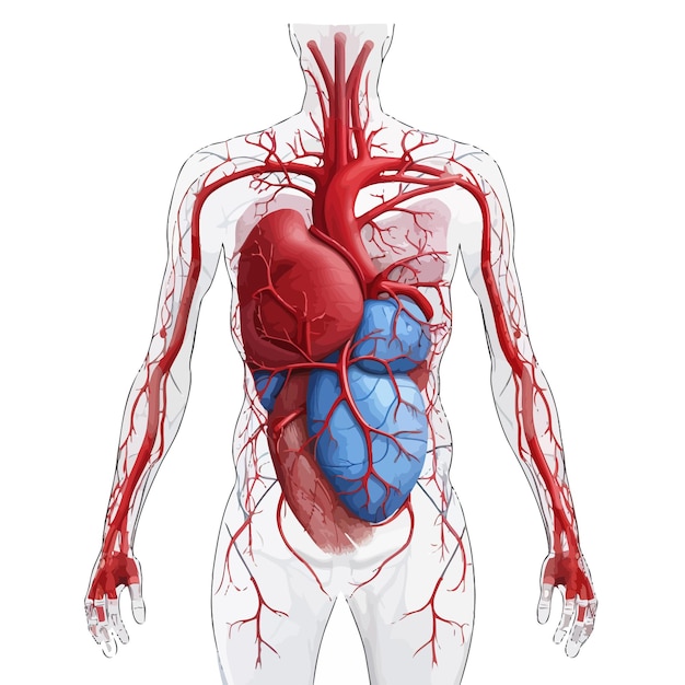 Vector heart model vector