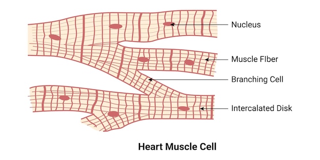 Vector heart muscle cell nucleus muscle fiber branching cell intercalated disk vector illustration