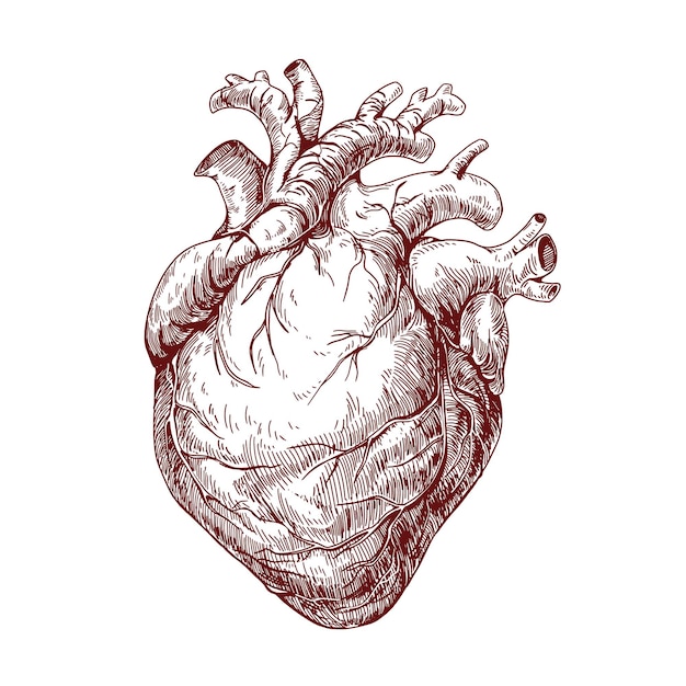 Vettore cuore, incisione di organi umani reali. arte antica di anatomia interna, disegno a inchiostro. etching medico dettagliato a mano in vecchio stile retro. illustrazione vettoriale disegnata a mano isolata su sfondo bianco