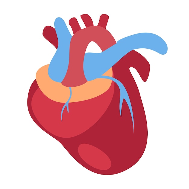 heart with blue and red vein