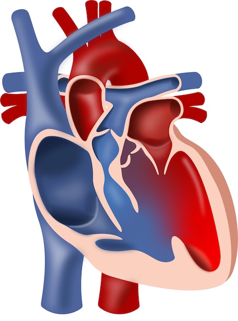 Vector heart with tetralogy of fallot