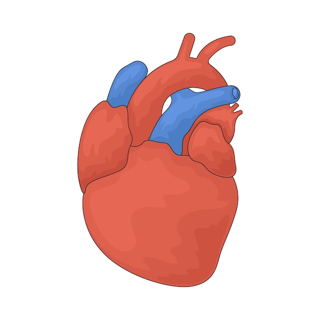 heart