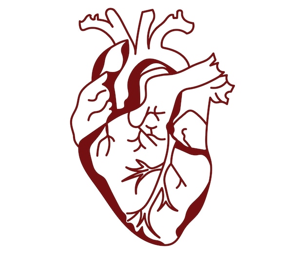 heart