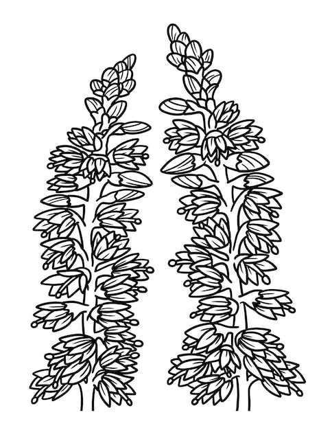 Heather flower coloring page for adults