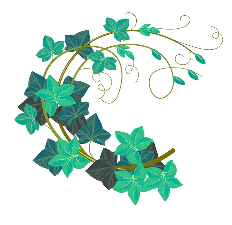 Vector hedera bloem geïsoleerde klimop klimplant met stengel en bladeren gebladerte en plantkunde decoratie natuur en groen groenblijvende flora met bladeren en takken wervelen twijgen vector in vlakke stijl