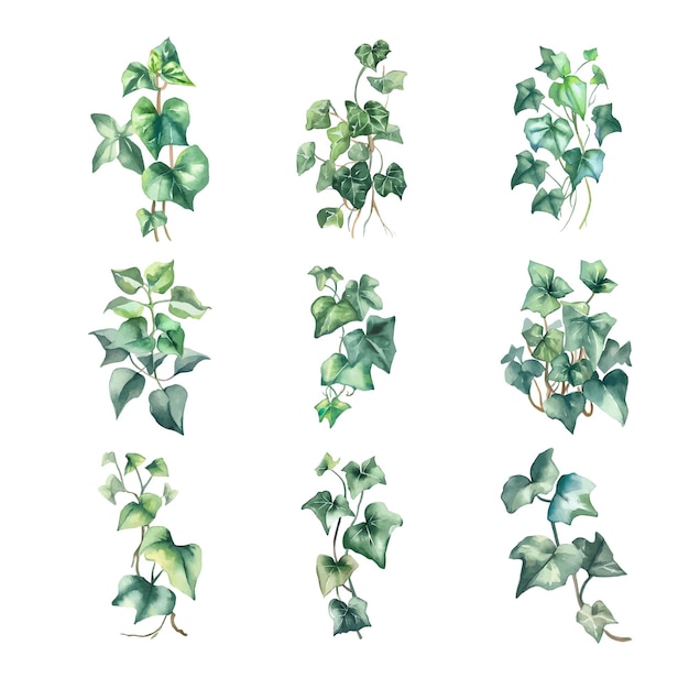 Hedera nepalensisWatercolor green ivy leaves isolated on white background Hand painted illustratio