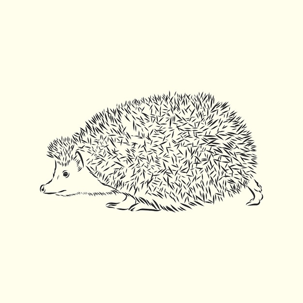 Hedgehog sketch drawing isolated on white background, hedgehog, vector sketch illustration