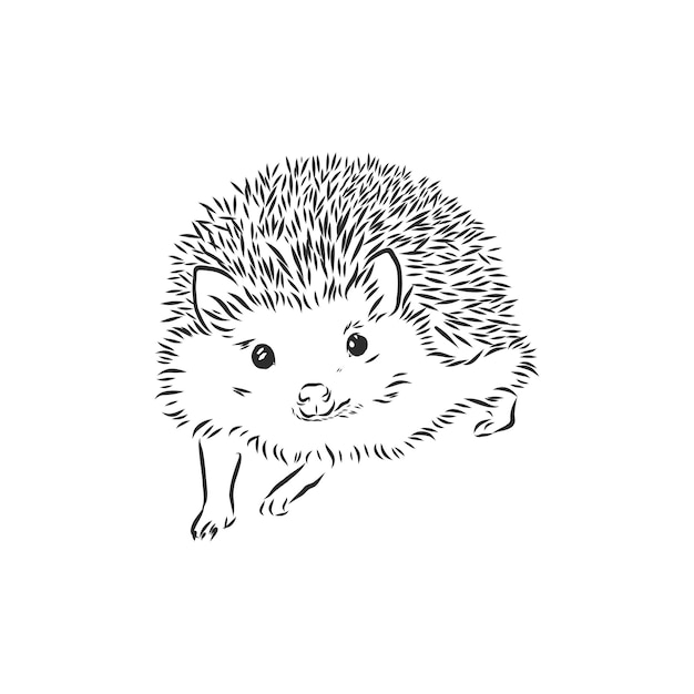 Hedgehog sketch drawing isolated on white background, hedgehog, vector sketch illustration