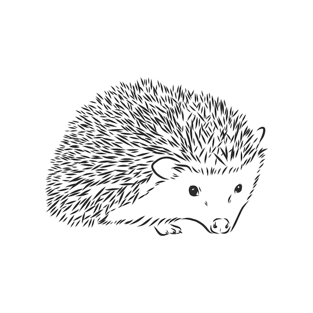 Vector hedgehog sketch drawing isolated on white background, hedgehog, vector sketch illustration