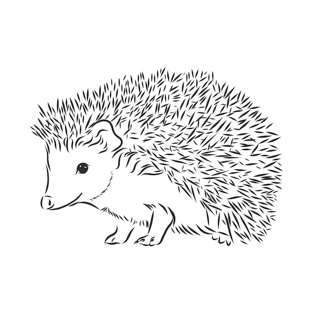 Hedgehog sketch drawing isolated on white background, hedgehog, vector sketch illustration