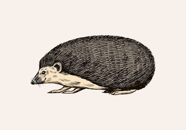 Hedgehog or Spiny forest animal