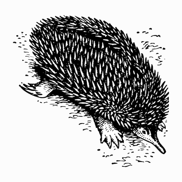 Vector hedgehog