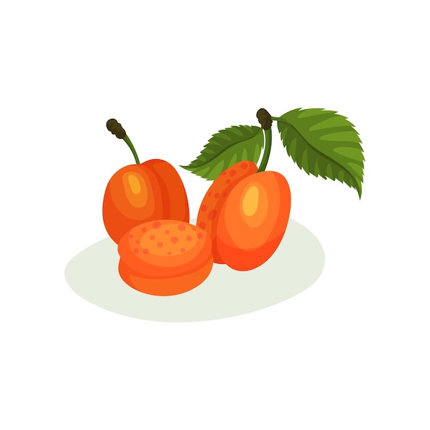 Heerlijke abrikozen met groene bladeren Natuurlijk vers voedsel Decoratief vlak vectorelement voor sapverpakking of pot jam